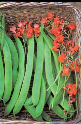 Picture of Organic Runner Bean Lady Di